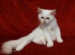 Lilac Mitted Male in Crystal's litter - Ragdoll Cat For Sale - Sumter&comma; SC&comma; US