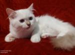 Chocolate Lynx Mitted Female in Maggie's Litter - Ragdoll Cat For Sale - Sumter&comma; SC&comma; US