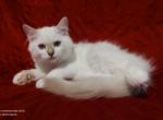 Chocolate Silver Lynx Point Female in Dandy Lion's - Ragdoll Cat For Sale - Sumter&comma; SC&comma; US