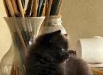 Fluffs - Domestic Cat For Sale - Bryan&comma; TX&comma; US
