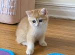 Angelica 1 - British Shorthair Cat For Sale - Brooklyn&comma; NY&comma; US