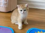 Angelica 1 - British Shorthair Cat For Sale - New York&comma; NY&comma; US