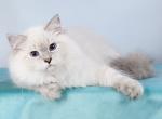 Violetta - Siberian Cat For Sale - Miami&comma; FL&comma; US