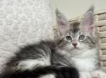 Ulana - Maine Coon Cat For Sale - Hollywood&comma; FL&comma; US