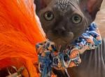 Black Elf - Sphynx Cat For Sale - Columbus&comma; OH&comma; US