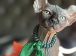 Black Elf male - Sphynx Cat For Sale - Columbus&comma; OH&comma; US