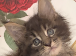 tiger three - Maine Coon Cat For Sale - Lanoka Harbor&comma; NJ&comma; US