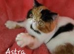 Astra - Exotic Cat For Sale - Lemont&comma; IL&comma; US