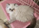 Willow's litter - Himalayan Cat For Sale - Greenville&comma; OH&comma; US