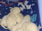 Sept Litter - Siamese Cat For Sale - NY&comma; US