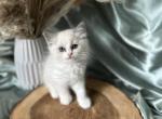 Eden pink C Hold - Ragdoll Cat For Sale - NC&comma; US