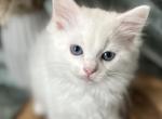 Felix hold - Ragdoll Cat For Sale - NC&comma; US