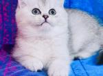 Leo Max Silver Ticked boy - British Shorthair Cat For Sale - NY&comma; US