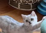 RESERVED Billie Silver Tabby boy - British Shorthair Cat For Sale - NY&comma; US