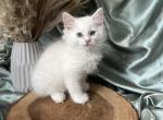 Jack Grey Hold - Ragdoll Cat For Sale - NC&comma; US