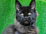 Suleiman - Maine Coon Cat For Sale - Miami&comma; FL&comma; US