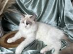 Bolt - Ragdoll Cat For Sale - NC&comma; US