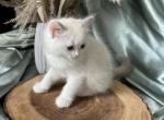 Sonny blue C hold - Ragdoll Cat For Sale - NC&comma; US