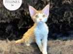 Misti - Devon Rex Cat For Sale - Ottawa&comma; KS&comma; US