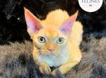Orion - Devon Rex Cat For Sale - Ottawa&comma; KS&comma; US
