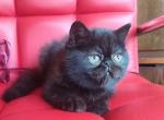 Medea - Exotic Cat For Sale - Norwalk&comma; CT&comma; US