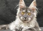 Valencia - Maine Coon Cat For Sale - Miami&comma; FL&comma; US