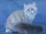 Cvetoslav - Siberian Cat For Sale - Miami&comma; FL&comma; US