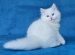 Cupidon - Siberian Cat For Sale - Miami&comma; FL&comma; US