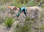 Artemis - Bengal Cat For Sale - Oklahoma City&comma; OK&comma; US