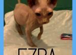Long Leg Bambino  Ezra - Sphynx Cat For Sale - FL&comma; US
