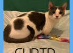 Cupid - Munchkin Cat For Sale - FL&comma; US