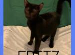 Long Leg Melanistic Genettas - Bengal Cat For Sale - FL&comma; US