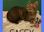 Casey - Munchkin Cat For Sale - FL&comma; US