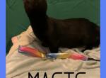Magic Genetta - Bengal Cat For Sale - FL&comma; US