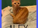 Alex - Munchkin Cat For Sale - FL&comma; US