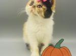 Sweet Daisy - Persian Cat For Sale - Arlington Heights&comma; IL&comma; US