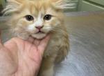 CFA Reg Red White BiColor Doll Face Persian - Persian Cat For Sale - Conyers&comma; GA&comma; US