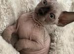 Rufus - Sphynx Cat For Sale - Carlisle&comma; PA&comma; US