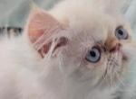 Flame lynx point Himalayan kitten - Himalayan Cat For Sale - Satellite Beach&comma; FL&comma; US