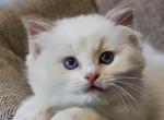 Chocolate bicolor - Ragdoll Cat For Sale - Farmville&comma; VA&comma; US