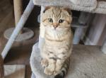 Gizmo - Scottish Fold Cat For Sale - Naperville&comma; IL&comma; US