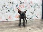 Lucas - Sphynx Cat For Sale - 