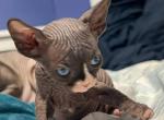 Keanu - Sphynx Cat For Sale - 