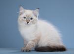 Luke - Siberian Cat For Sale - Miami&comma; FL&comma; US