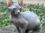Zhenechka - Bambino Cat For Sale - Norwalk&comma; CT&comma; US