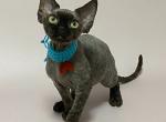 Leon - Devon Rex Cat For Sale - Norwalk&comma; CT&comma; US