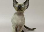 Misha - Devon Rex Cat For Sale - Norwalk&comma; CT&comma; US