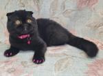 Luna - Scottish Fold Cat For Sale - Sacramento&comma; CA&comma; US