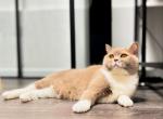 Vita - British Shorthair Cat For Adoption - Watertown&comma; NY&comma; US