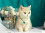 Freddy - British Shorthair Cat For Sale - Grayslake&comma; IL&comma; US